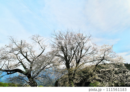 サクラ　ヤマザクラ 111561183