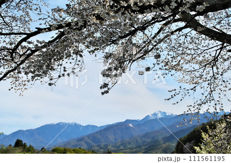 サクラ　ヤマザクラ 111561195