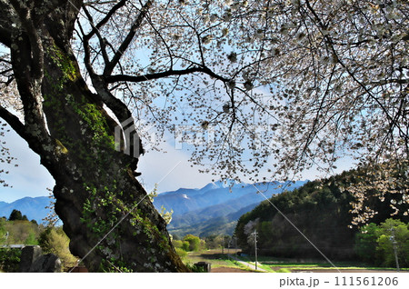 サクラ　ヤマザクラ 111561206