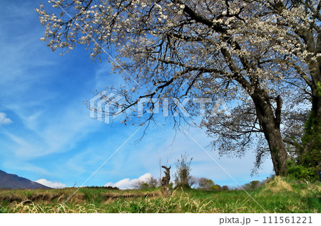 サクラ　ヤマザクラ 111561221