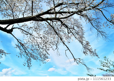 サクラ　ヤマザクラ 111561233