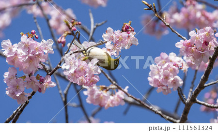 青空を背景に咲く河津桜の花 111561324