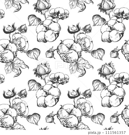 Vector, seamless, black and white pattern of cotton flowers. Botanical illustration using engraving technique. Cotton branches with leaves are drawn with ink. Illustration suitable for fabric, textile 111561357