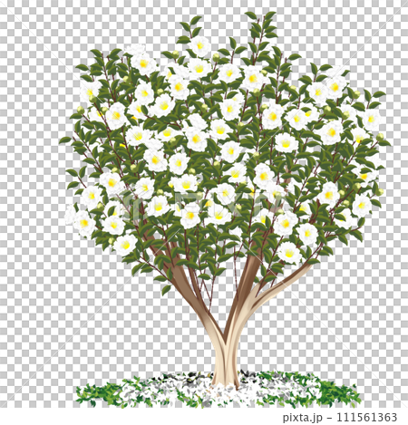 白山花 白山花 111561363