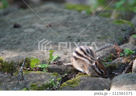 美味しいもの見つけた❗️秋のシマリス 美味しいもの見つけた❗️秋のシマリス 111561571
