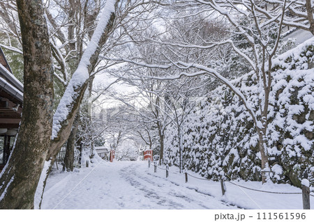 京都 大原三千院 雪景色の桜の馬場 京都 大原三千院 雪景色の桜の馬場 111561596