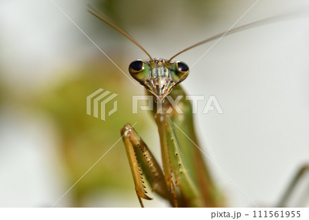 1月末まで生き延びた老衰死3日前の年老いたカマキリ 111561955