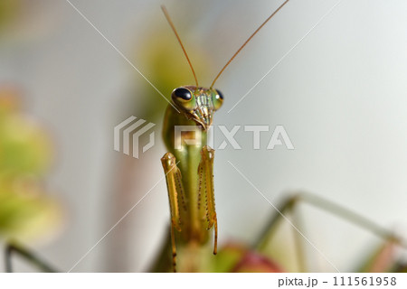 1月末まで生き延びた老衰死3日前の年老いたカマキリ 111561958