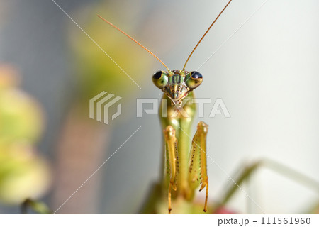 1月末まで生き延びた老衰死3日前の年老いたカマキリ 111561960