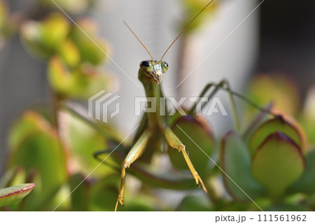 1月末まで生き延びた老衰死3日前の年老いたカマキリ 111561962