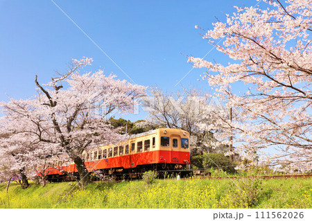 千葉県 春の桜と小湊鉄道 千葉県 春の桜と小湊鉄道 111562026