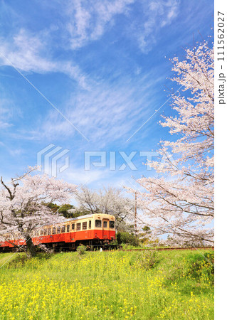 千葉県　春の桜と小湊鉄道 111562027