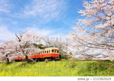千葉県 春の桜と小湊鉄道 千葉県 春の桜と小湊鉄道 111562029