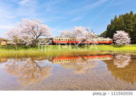 千葉県　春の桜と小湊鉄道 111562030
