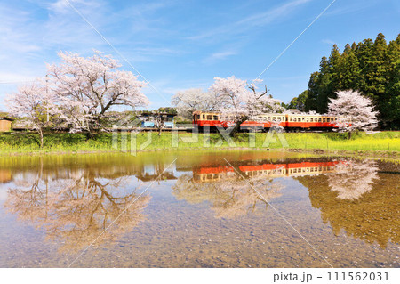 千葉県　春の桜と小湊鉄道 111562031
