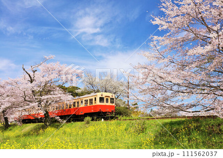 千葉県 春の桜と小湊鉄道 千葉県 春の桜と小湊鉄道 111562037