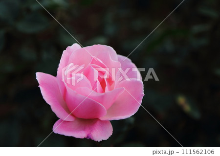 荒尾市　おもやい市民花壇　バラの花、 111562106