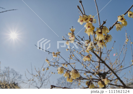 冬の青空に映えるロウバイ 111562124