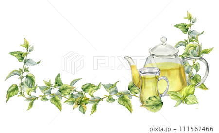 Banner with nettle medicine plant watercolor illustration isolated on white. Glass teapot with tea of herbal plants hand drawn. Design element for label, package, nettle product, apothecary Banner with nettle medicine plant watercolor illustration isolated on white. Glass teapot with tea of herbal plants hand drawn. Design element for label, package, nettle product, apothecary 111562466