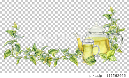 Banner with nettle medicine plant watercolor illustration isolated on white. Glass teapot with tea of herbal plants hand drawn. Design element for label, package, nettle product, apothecary Banner with nettle medicine plant watercolor illustration isolated on white. Glass teapot with tea of herbal plants hand drawn. Design element for label, package, nettle product, apothecary 111562466