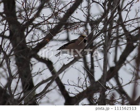 木の枝にとまるシメ 111562513