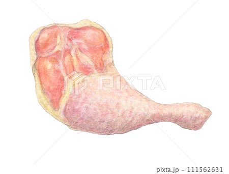 骨つき鶏もも肉 水彩色鉛筆イラスト 骨つき鶏もも肉 水彩色鉛筆イラスト 111562631