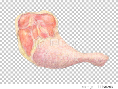 骨つき鶏もも肉 水彩色鉛筆イラスト 骨つき鶏もも肉 水彩色鉛筆イラスト 111562631