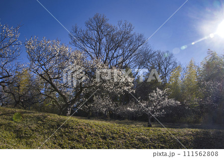 勝田梅林の梅の花 埼玉県嵐山町 勝田梅林の梅の花 埼玉県嵐山町 111562808
