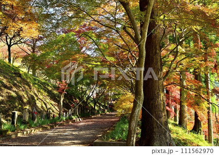 佐野市仙波町の聖法寺金蔵院の紅葉の参道に山門 佐野市仙波町の聖法寺金蔵院の紅葉の参道に山門 111562970