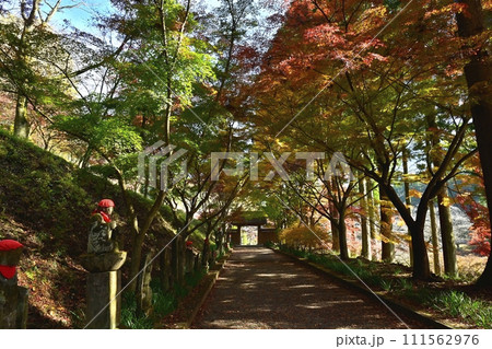 佐野市仙波町の聖法寺金蔵院の紅葉の参道に山門 111562976