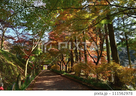 佐野市仙波町の聖法寺金蔵院の紅葉の参道に山門 佐野市仙波町の聖法寺金蔵院の紅葉の参道に山門 111562978