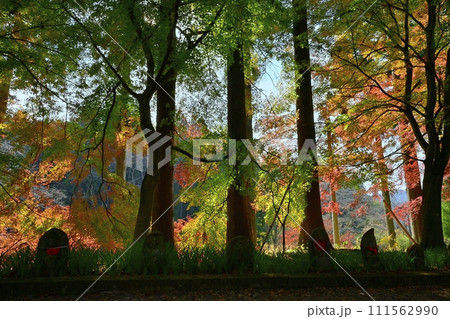 佐野市仙波町の聖法寺金蔵院の紅葉の参道にお地蔵様 佐野市仙波町の聖法寺金蔵院の紅葉の参道にお地蔵様 111562990