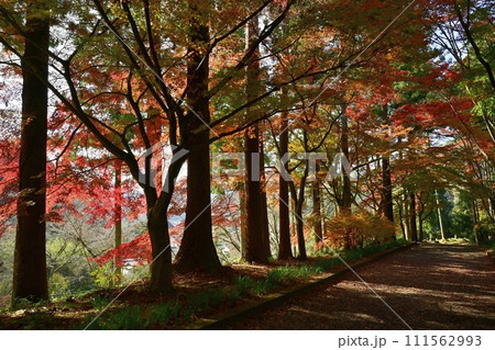 佐野市仙波町の聖法寺金蔵院の紅葉の参道にお地蔵様 佐野市仙波町の聖法寺金蔵院の紅葉の参道にお地蔵様 111562993