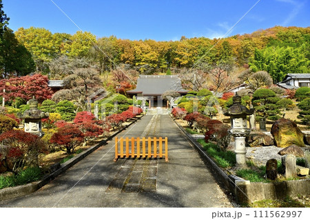 秋の佐野市仙波町の聖法寺金蔵院の本堂に参道 秋の佐野市仙波町の聖法寺金蔵院の本堂に参道 111562997