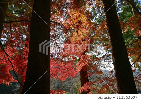 佐野市仙波町の聖法寺金蔵院の紅葉の参道 佐野市仙波町の聖法寺金蔵院の紅葉の参道 111563007
