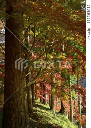 佐野市仙波町の聖法寺金蔵院の紅葉の参道 佐野市仙波町の聖法寺金蔵院の紅葉の参道 111563011
