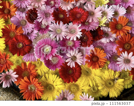 和歌山県白浜町の花手水 111563037