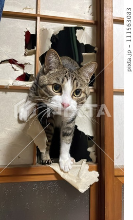 障子を破くいたずら猫 障子を破くいたずら猫 111563083