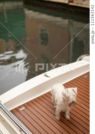 ヴェネツィア 置いてきぼりの犬 ヴェネツィア 置いてきぼりの犬 111563142