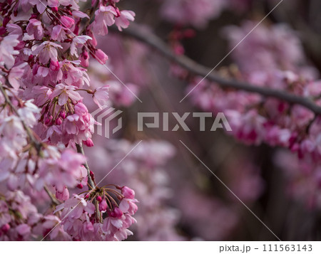 枝垂れ桜 枝垂れ桜 111563143