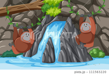 Orangutans Hanging by a Waterfall Orangutans Hanging by a Waterfall 111563220