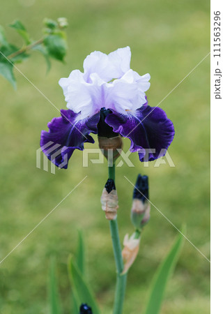 A beautiful flower of a bearded iris lilac purple in summer in the garden A beautiful flower of a bearded iris lilac purple in summer in the garden 111563296