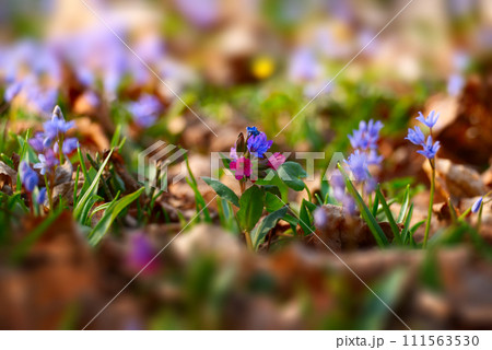 Blooming Pulmonaria spring flowers closeup view Blooming Pulmonaria spring flowers closeup view 111563530