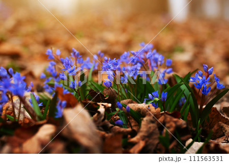Spring early flowers Scilla siberica in the forest among old leaves Spring early flowers Scilla siberica in the forest among old leaves 111563531