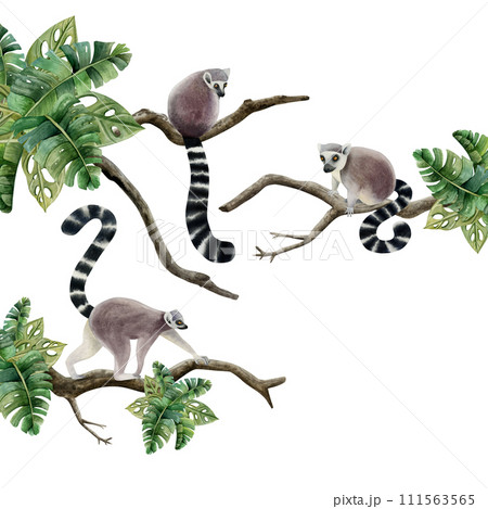 Lemurs family sitting on branches with tropical leaves scene watercolor illustration isolated on white background. Realistic Madagascar jungle animal monkeys with long tails Lemurs family sitting on branches with tropical leaves scene watercolor illustration isolated on white background. Realistic Madagascar jungle animal monkeys with long tails 111563565