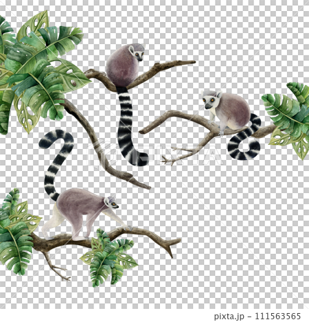Lemurs family sitting on branches with tropical leaves scene watercolor illustration isolated on white background. Realistic Madagascar jungle animal monkeys with long tails Lemurs family sitting on branches with tropical leaves scene watercolor illustration isolated on white background. Realistic Madagascar jungle animal monkeys with long tails 111563565