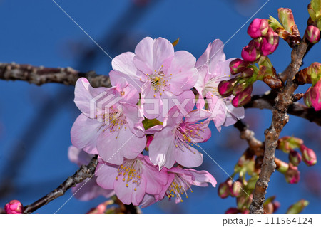 青空を背景にした河津桜の花 111564124