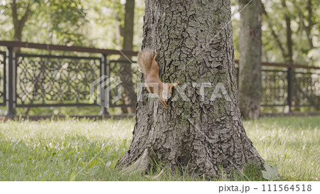 Adorable red squirrel sitting on tree in city park, beautiful nature, wildlife 111564518