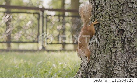 Funny fluffy squirrel running down the tree and looking at camera, curious animal Funny fluffy squirrel running down the tree and looking at camera, curious animal 111564520