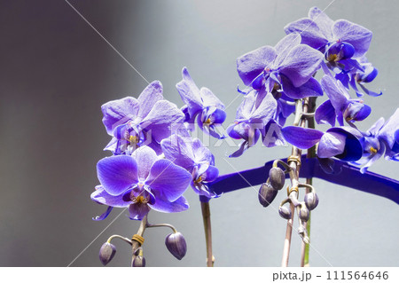 青色の胡蝶蘭 青色の胡蝶蘭 111564646